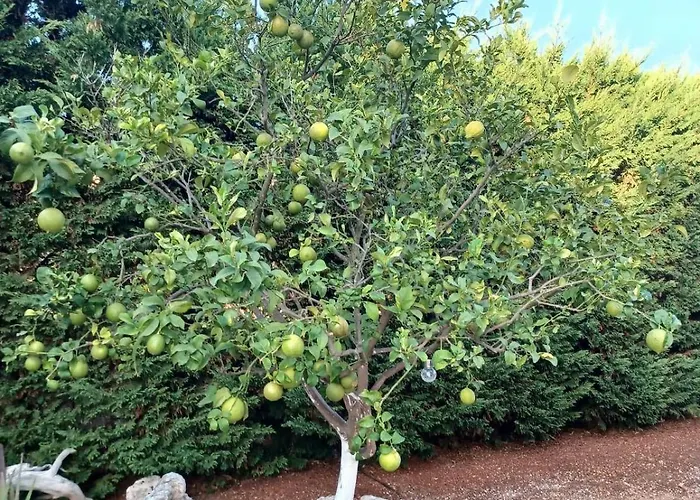 Elegant And Serene Angeliki Fokata
