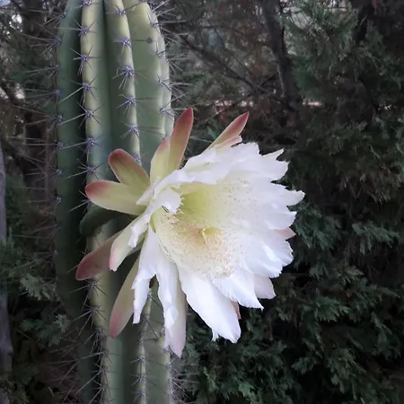 Elegant And Serene Angeliki Villa Fokata